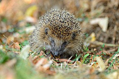 类幸存者新作《Blow Away Survivors》正式版发布